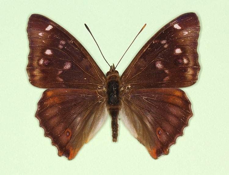 Apatura iris male (aberrant form lugenda 4) (Internet Image property of respective owner, non-commercial use only)